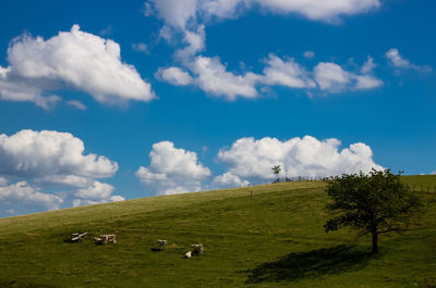 Cows grazing on field against sky