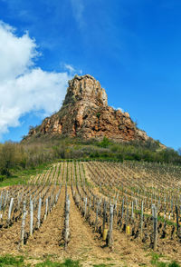 View of vineyard against sky