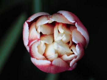 Close-up of pink rose flower against black background