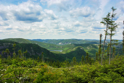 Scenic view of forest against sky