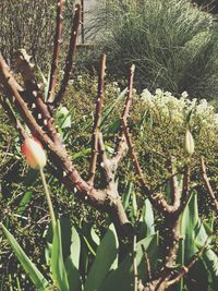 Close-up of plants