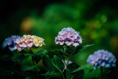 Close-up of fresh white flowers blooming outdoors