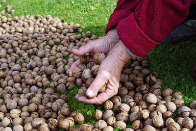 Midsection of person holding apple
