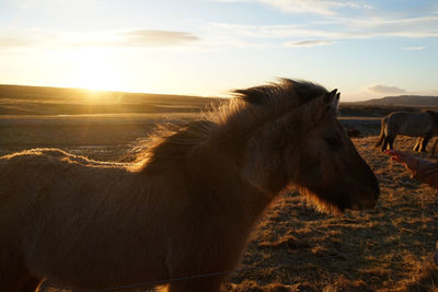 View of a horse on field during sunset