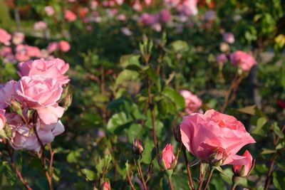 Pink roses growing at park