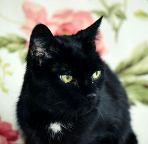 Close-up portrait of cat