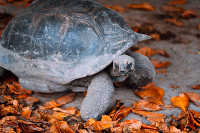 Close-up of turtle on ground