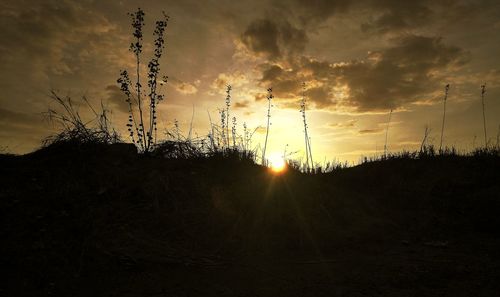 Silhouette plants on field against sky during sunset