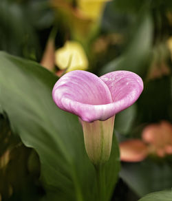 Close-up of flower blooming outdoors