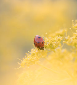 Close-up of ladybug on yellow flowers 