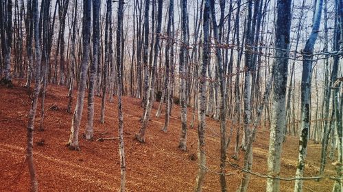 Trees in forest