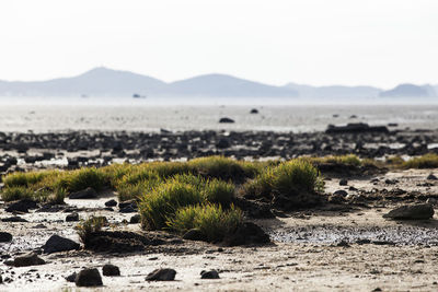 Close-up of moss growing on sea shore at beach