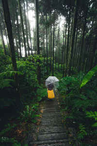 Footpath amidst trees in forest