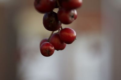 Close-up of red berries growing on plant