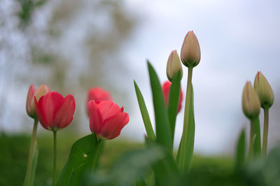 Close-up of red tulips