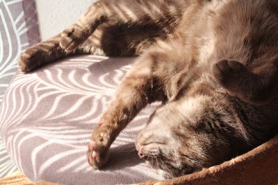 High angle view of cat sleeping on bed