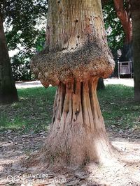 View of tree trunk in field