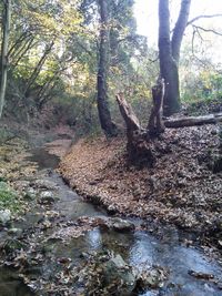 Trees in forest