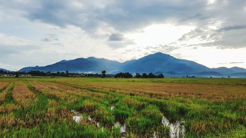 Paddy field at langkawi