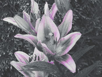 Close-up of wet crocus blooming outdoors