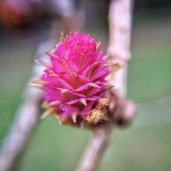 Close-up of pink flower