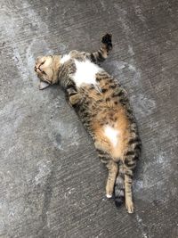 High angle view of cat sleeping