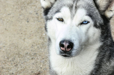 Close-up portrait of dog on snow