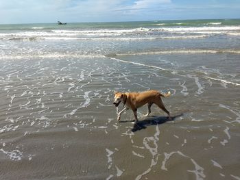 Dog on beach