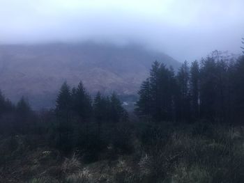 Trees in forest against sky during foggy weather