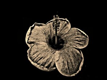 Close-up of flower against black background