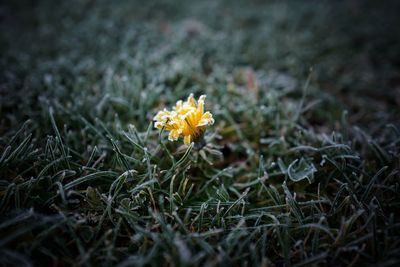 Close-up of yellow flowering plant on field