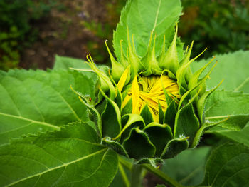 Close-up of green flowering plant