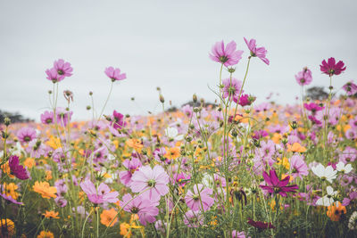 Close-up of pink cosmos flowers blooming on field against sky