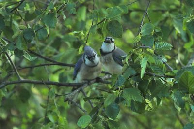 Bird perching on tree trunk