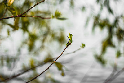 Close-up of plant against blurred background