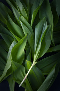 Full frame shot of green leaves