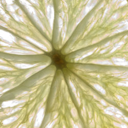 Full frame shot of fresh green leaves