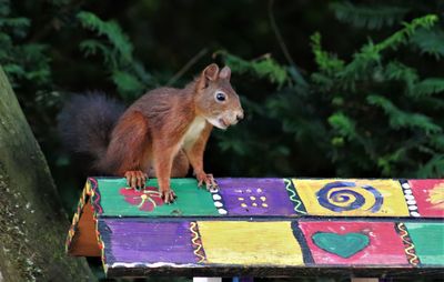 Close-up of squirrel on tree