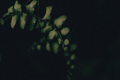 Close-up of plant at night