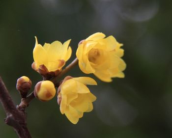 Close-up of yellow flowers