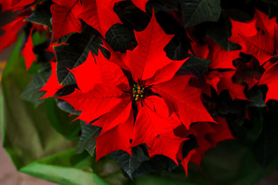 Close-up of red flowering plant