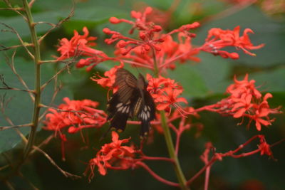 View of red flowering plant