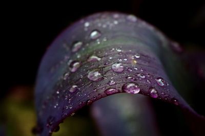 Close-up of water drops on leaf