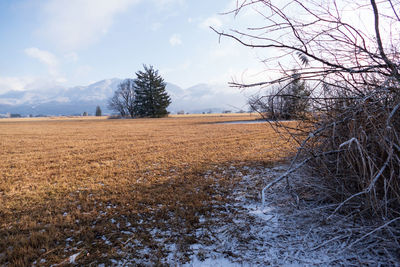 Bare trees on field against sky during winter