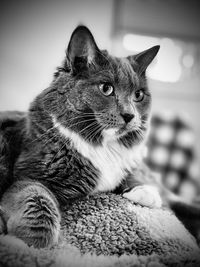 Close-up of a cat looking away at home