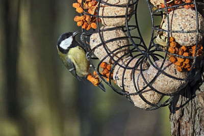 Close-up of bird perching on branch