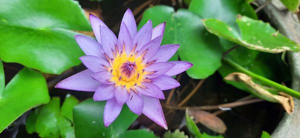 Close-up of purple lotus water lily