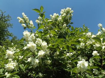 Low angle view of white flowers