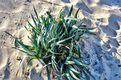 High angle view of plants on sand