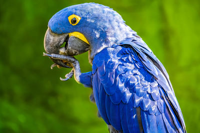 Close-up of parrot